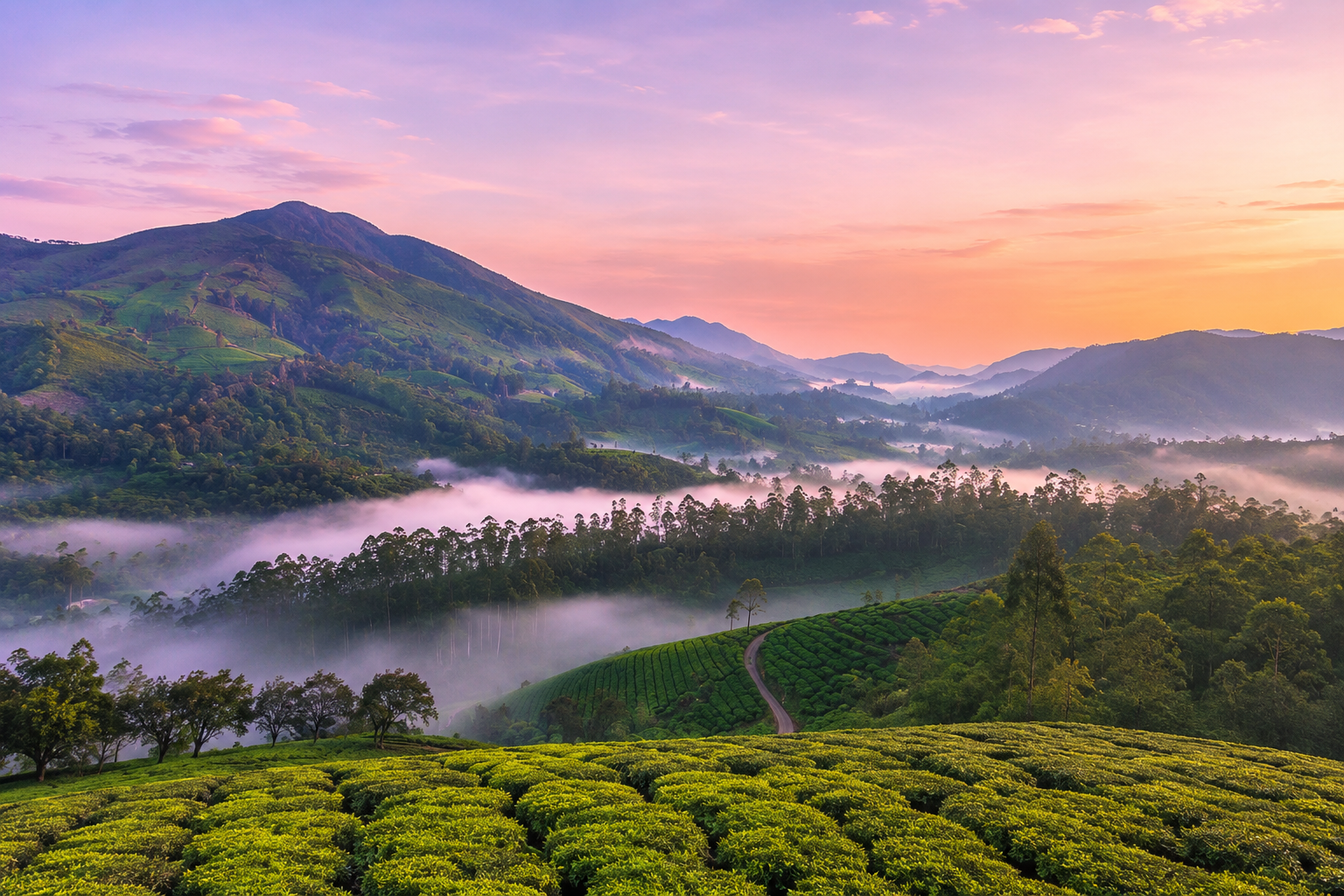 Misty tea gardens of Munnar