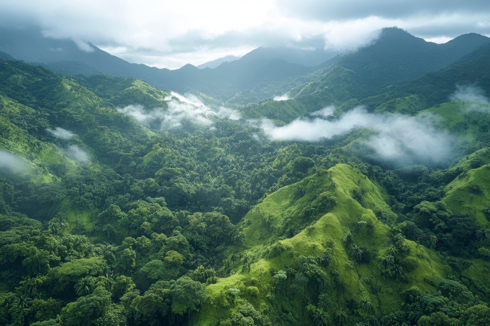 Misty hills of Wayanad